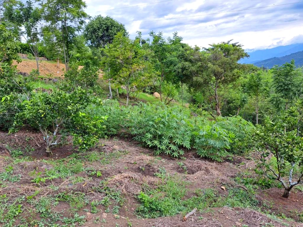 LOTE NO. 4 PARCELA EL TRIANGULO DE ORO VEREDA CAPELLANIA MUNICIPIO PINCHOTE