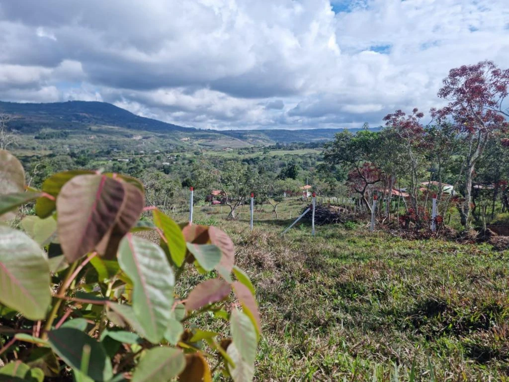 LOTE 3 LA FORTUNA MUNICIPIO CURITI 