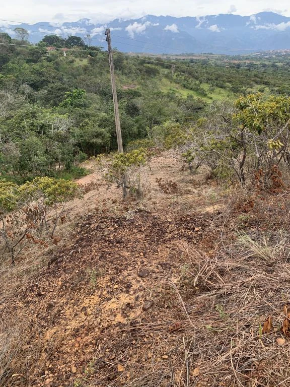 LOTE NO. 6 LA FORTUNA MUNICIPIO BARICHARA 