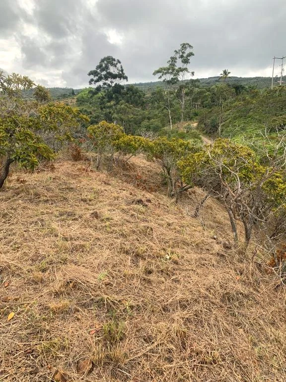 LOTE NO. 6 LA FORTUNA MUNICIPIO BARICHARA 
