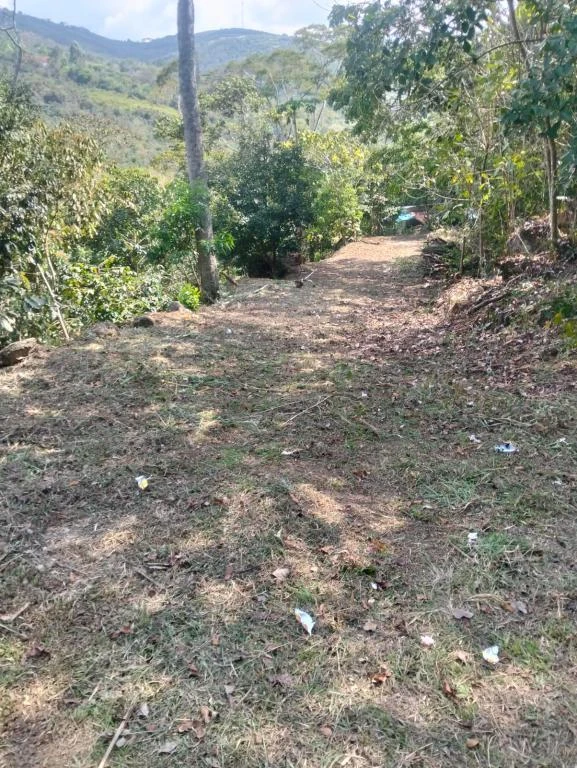 FINCA NUMERO 2 EL MORAL VEREDA SAN CARLOS MUNICIPIO CURITI