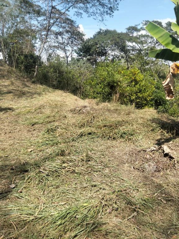 FINCA NUMERO 2 EL MORAL VEREDA SAN CARLOS MUNICIPIO CURITI