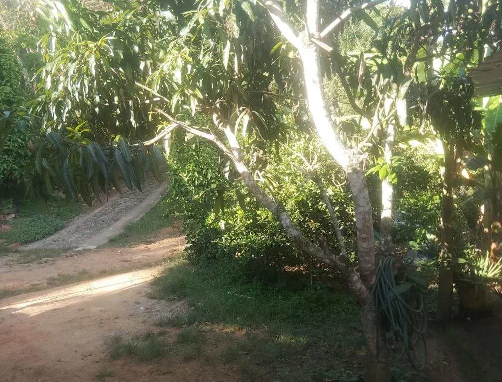 PARCELA-LOTE NO. 3 LOS ROSALES VEREDA EL GUAYABAL 