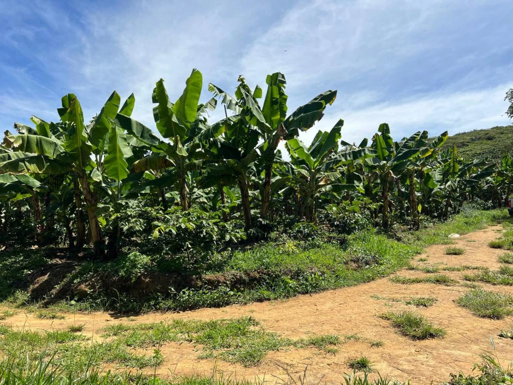FINCA LA PAVITA VEREDA CLAVELLINAS MUNICIPIO ARATOCA 