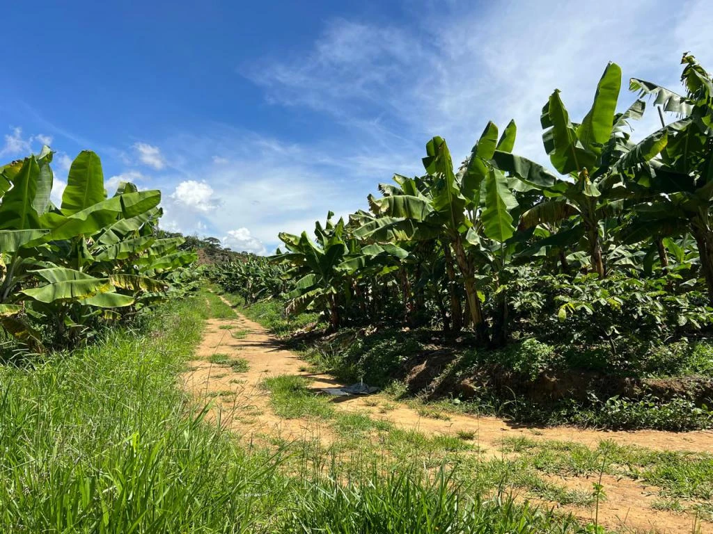 FINCA LA PAVITA VEREDA CLAVELLINAS MUNICIPIO ARATOCA 