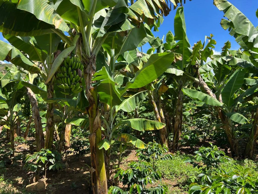 FINCA LA PAVITA VEREDA CLAVELLINAS MUNICIPIO ARATOCA 