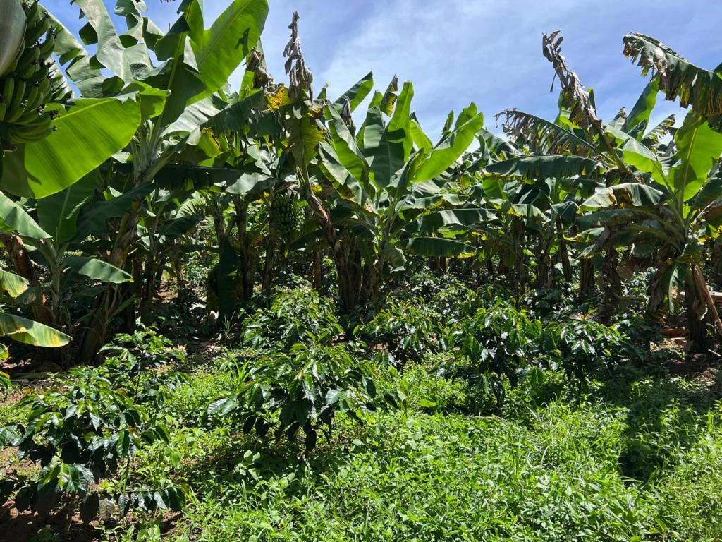 FINCA LA PAVITA VEREDA CLAVELLINAS MUNICIPIO ARATOCA 