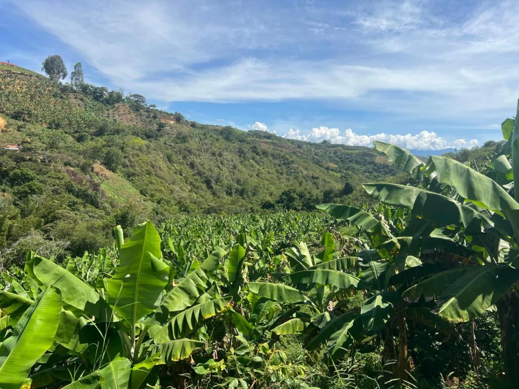 FINCA LA PAVITA VEREDA CLAVELLINAS MUNICIPIO ARATOCA 