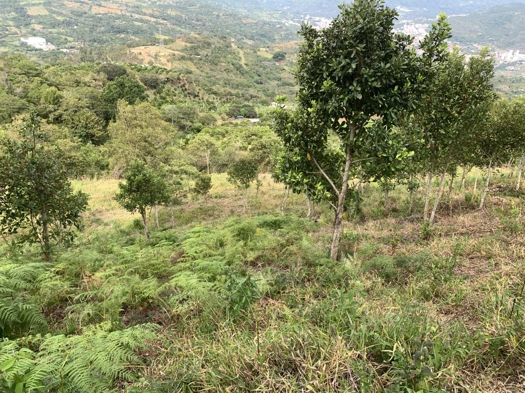LOTE NO. 2 LAS MARGARITAS VEREDA GUARIGUA ALTO 