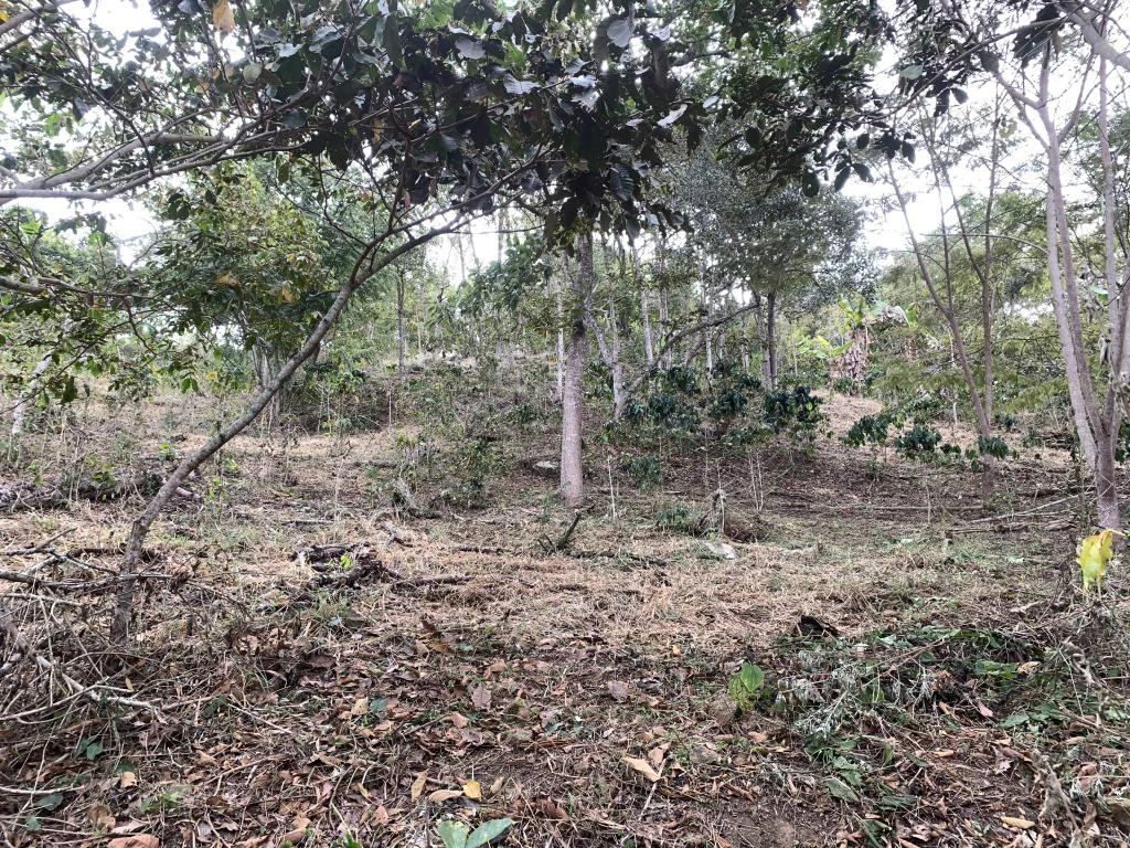 LOTE NO. 2 LAS MARGARITAS VEREDA GUARIGUA ALTO 