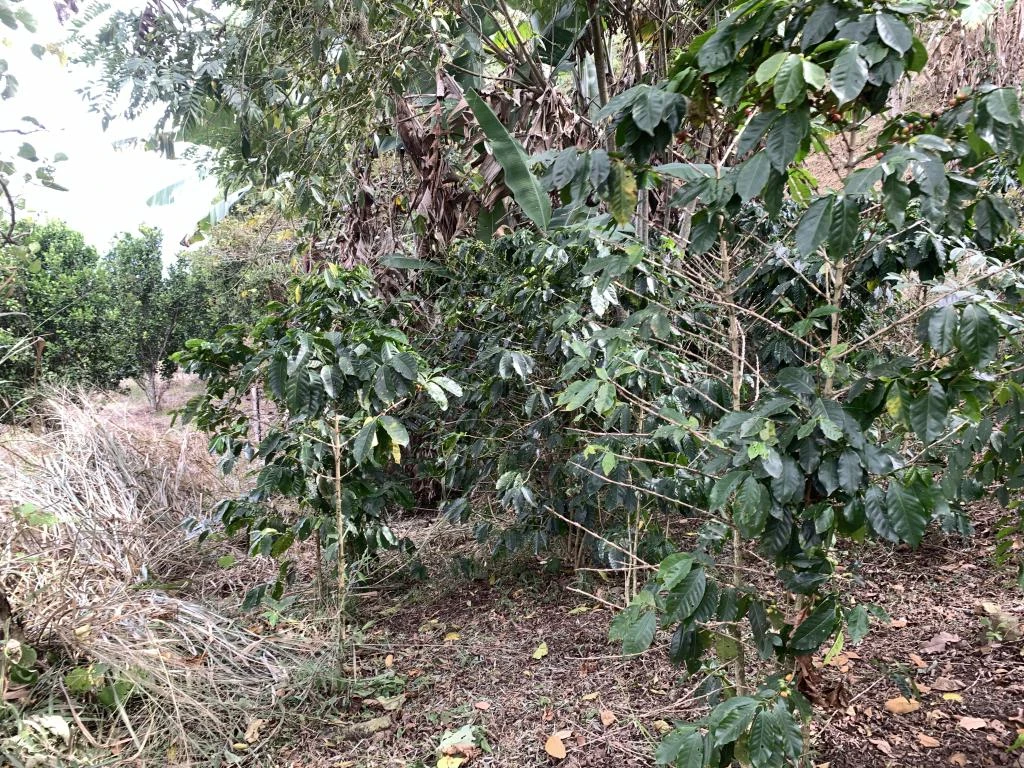 LOTE NO. 2 LAS MARGARITAS VEREDA GUARIGUA ALTO 